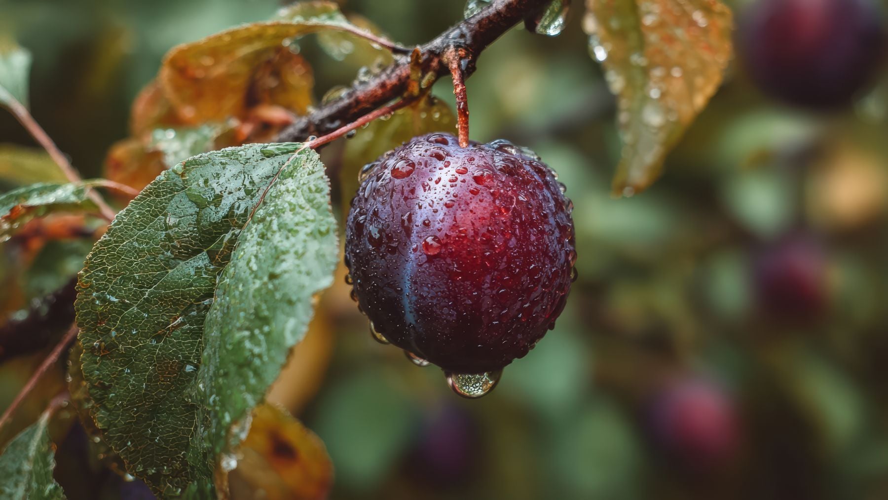 El árbol que los jardineros recomiendan plantar este verano: da frutas en agosto, no levanta el suelo con las raíces, aguanta sin riego y florece con muy poco cuidado