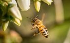 abejas habilidad