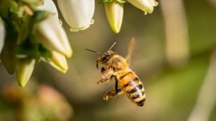 abejas habilidad