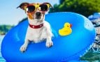 Playas perros Gran Canaria