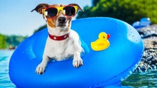 Playas perros Gran Canaria
