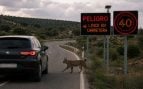 El lince es uno de los animales salvajes más afectados por los atropellos. Generado por IA.