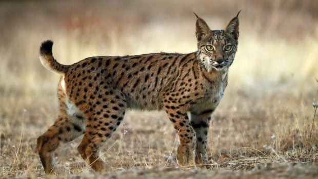 Lince ib&eacute;rico.