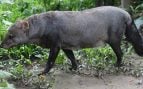 Perro de orejas cortas en Amazonas, perros selváticos en Bolivia, registros de perros de orejas cortas, perros más raros del Amazonas boliviano.