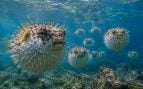 peces, animales, mar, especies