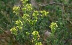 Arbusto, naturaleza, curiosidades