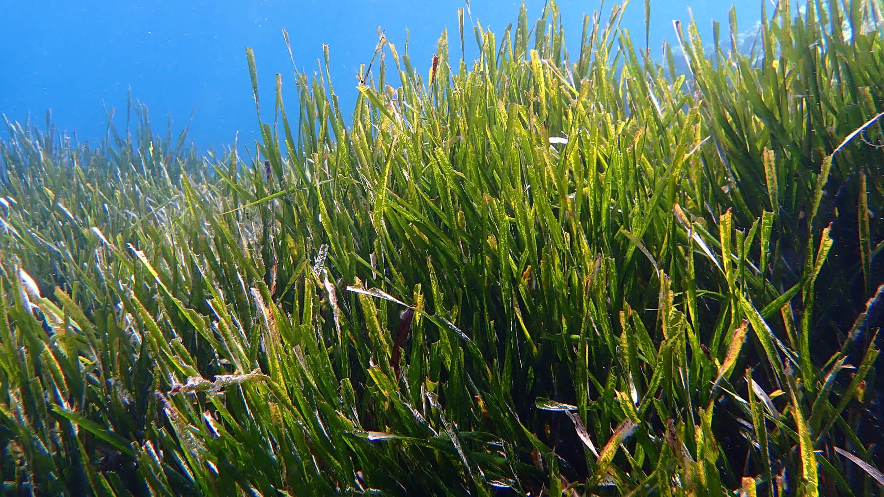 Baleares desafía las leyes naturales: quiere plantar este año 100.000 ejemplares bajo el mar de una especie que libera 20 litros de oxígeno al día
