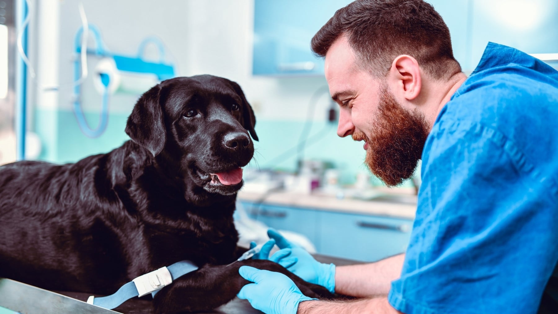Soy veterinario y éstas son las 5 razas de perro que jamás tendría como mascota