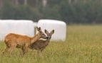 Corzos, plaga, animales, naturaleza
