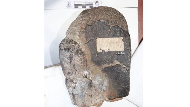 Imagen referencial del material fósil analizado en el estudio, asociado a un dinosaurio herbívoro de gran tamaño. Foto: Universidad de Chile