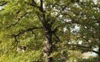Árboles, naturaleza, curiosidades