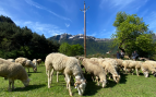 Endesa apoya el pastoreo bajo la red eléctrica para limpiar el monte y reforzar la prevención de incendios