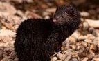 animal más amenazado de Europa