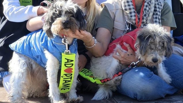 Desfile perros Mallorca