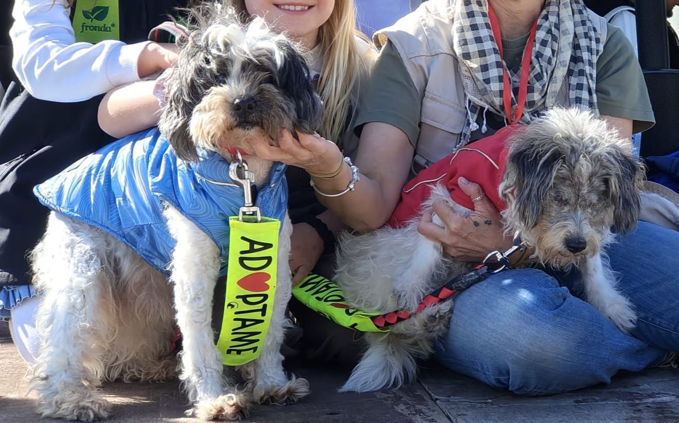 Ni Gucci ni Prada:  10 perros salen a conquistar la pasarela y los corazones de los mallorquines antes de volver a la jaula