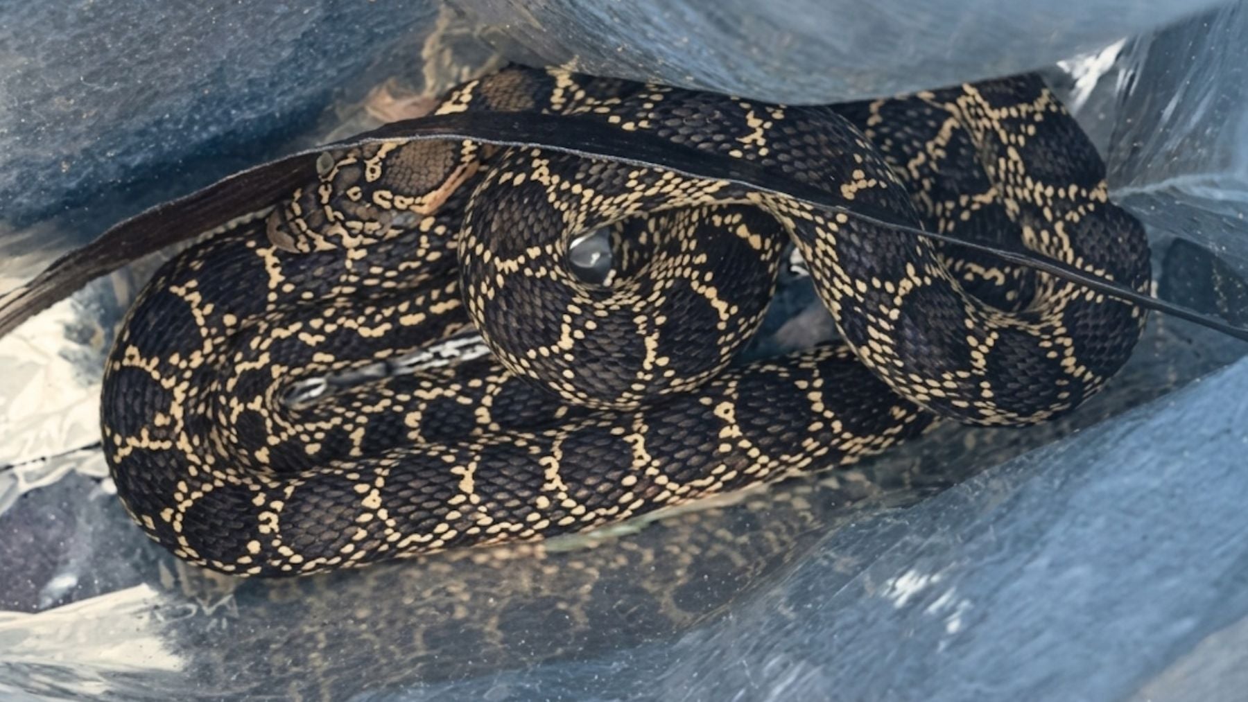 Pánico en Palma: una serpiente irrumpe en una vivienda y muerde a un policía durante una tensa intervención