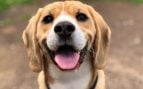 Perro feliz