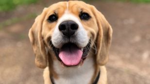 Perro feliz