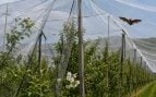 Malla en agricultura, problema mallas agrícolas, mallas en agricultura afectan a la biodiversidad, qué pasa con los animales y las mallas.