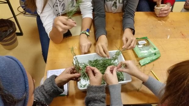 taller plantas aromáticas