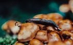 Qué significa tener babosas en el jardín: son un signo inequívoco de que necesitas hacer esto en tus plantas