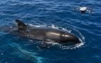 Falsa orca de Hawái, falta de comida en ballenas hawaianas, usan drones para estudiar ballenas de Hawai, análisis falsas orcas con drones.