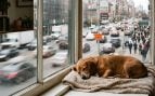 Qué significa el proverbio chino: “Es mejor ser un perro en tiempo de tranquilidad que un ser humano en tiempos de caos”