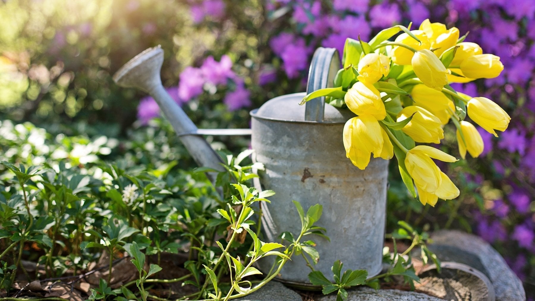 Los jardineros coinciden: éstas son las mejores horas para regar las plantas de tu casa en plena ola de calor