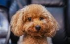 Perros para mayores de 50 años