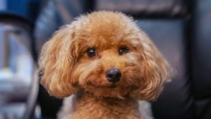 Perros para mayores de 50 años