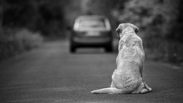 perro abandonado