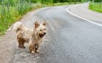 perro abandonado