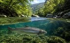 salmón, animales, peces, especies