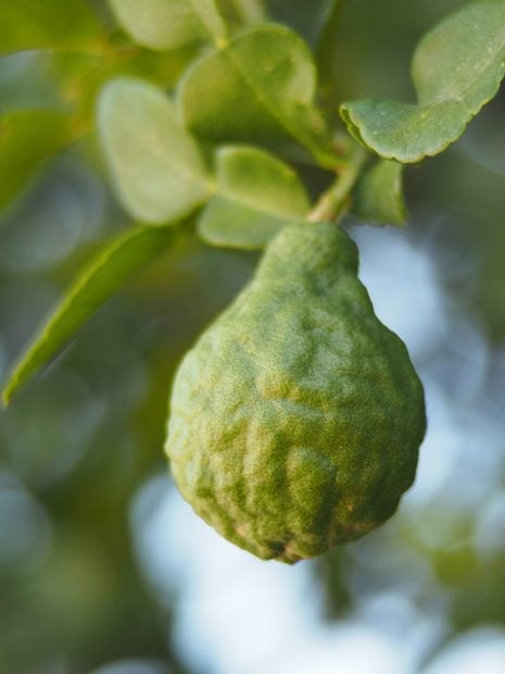 la spugnatura tecnica perfumeria