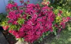 Flor, plantas, curiosidades