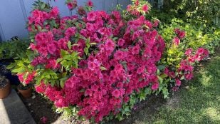 Flor, plantas, curiosidades