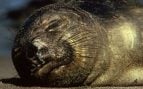 Elefantes marinos muertos, muertes de crías de elefante marino en la Antártida, elefantes marinos y gripe aviar, gripe aviar y muerte de animales, drones para estudiar elefantes marinos.
