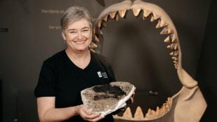 La Dra. Mette Elstrup sostiene una vértebra fósil de 10,8 millones de años del megalodón (Otodus megalodon), hallada en la Formación Gram (Dinamarca) y estudiada en la nueva investigación. Al fondo, una reconstrucción de su mandíbula. Crédito: Museo del Sur de Jutlandia, Dinamarca