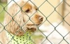 Se insta a los ciudadanos españoles a colaborar para salvar a 116 perros hacinados en una casa: «Estos animales no aguantarán mucho más así»