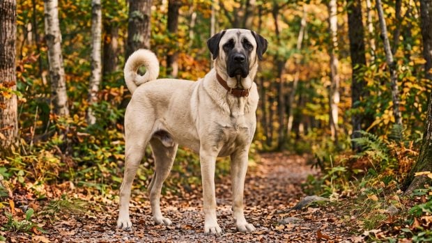 'Kangal'