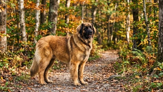 'Leonberger'