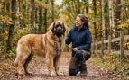 Perro gigante al lado de una persona