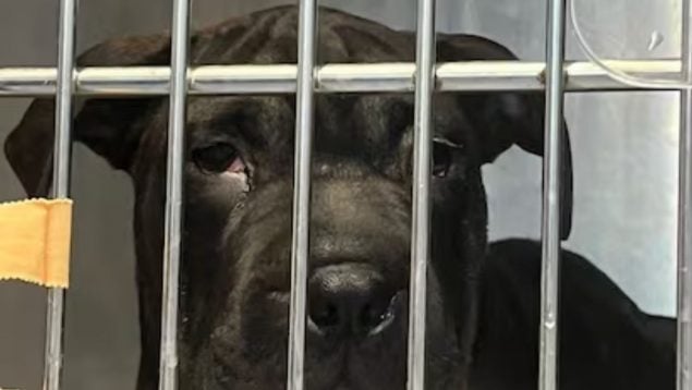La perrita Ikram en un centro de protección animal de Ibiza. (Foto: AYUNTAMIENTO DE IBIZA / EUROPA PRESS)