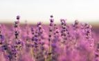 Planta, flora, curiosidades, Castilla-La Mancha