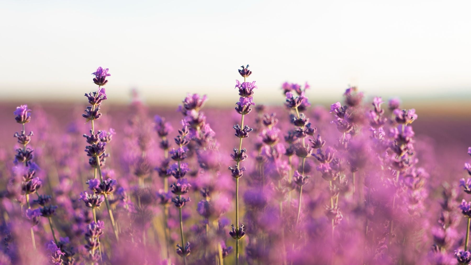 Lavanda. Foto: Freepik