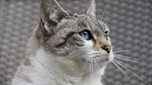Gatos