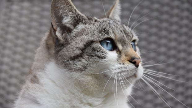 Gatos