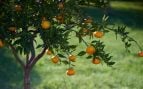 árbol frutal resistente al calor