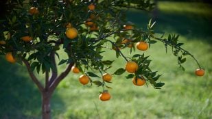 árbol frutal resistente al calor