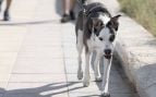 Perro, animales, mascotas